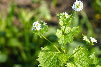 <i>Alliaria petiolata</i>