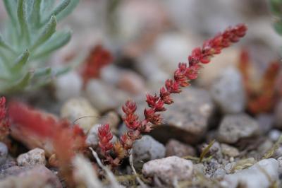 <i>Crassula tillaea</i>