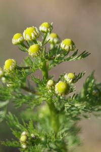 <i>Matricaria discoidea</i>