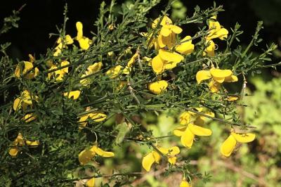 <i>Cytisus scoparius</i>