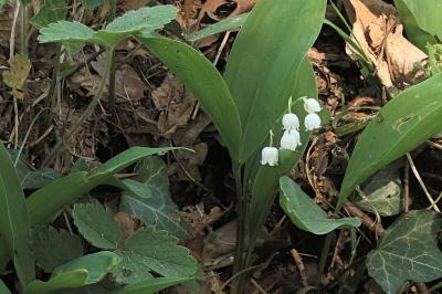 <i>Convallaria majalis</i>