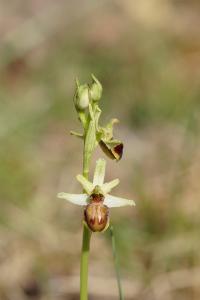 <i>Ophrys aranifera</i>