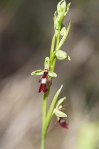 <i>Ophrys insectifera</i>