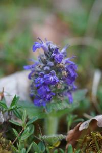 <i>Ajuga genevensis</i>