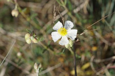 <i>Helianthemum apenninum</i>