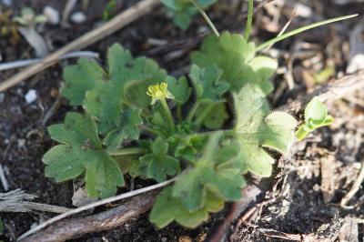 <i>Ranunculus parviflorus</i>