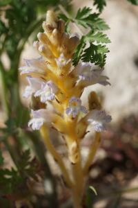 <i>Phelipanche ramosa</i>
