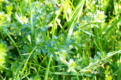 <i>Galium album</i>