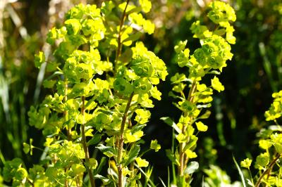 <i>Euphorbia amygdaloides</i>