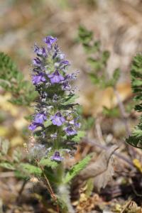<i>Ajuga genevensis</i>
