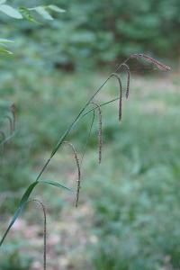 <i>Carex pendula</i>