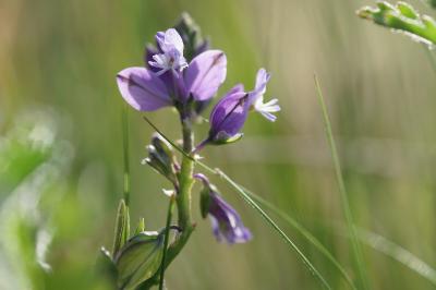 Polygala vulgaris