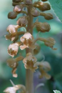 <i>Neottia nidus-avis</i>