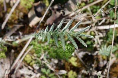 <i>Argentina anserina</i>