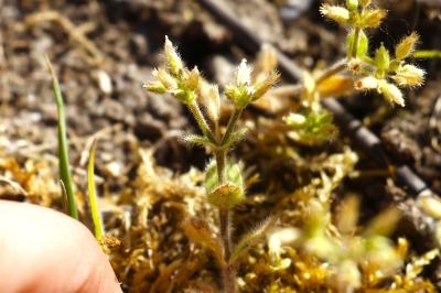 <i>Cerastium glomeratum</i>