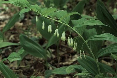 <i>Polygonatum multiflorum</i>