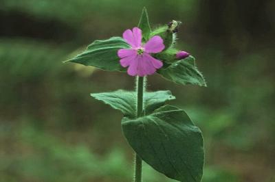 <i>Silene dioica</i>