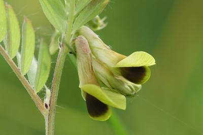 <i>Vicia melanops</i>
