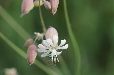 <i>Silene vulgaris</i>