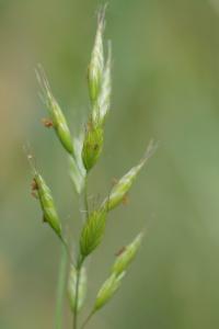 <i>Bromus hordeaceus</i>