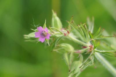 <i>Geranium dissectum</i>