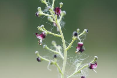 <i>Scrophularia canina</i>