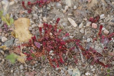 <i>Crassula tillaea</i>