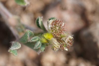 <i>Medicago minima</i>