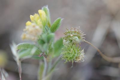 <i>Medicago minima</i>