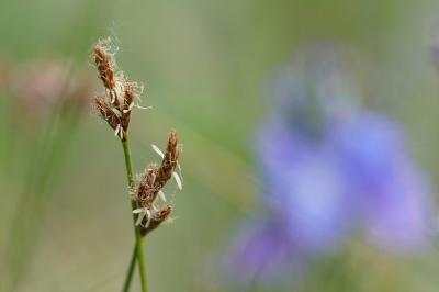 <i>Carex praecox</i>