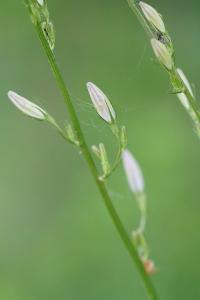 <i>Campanula rapunculus</i>