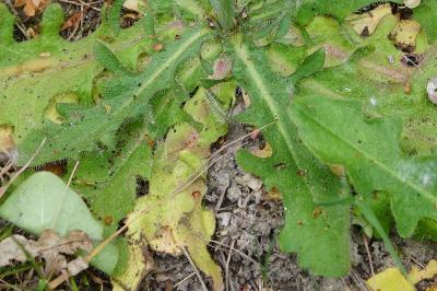 <i>Hypochaeris radicata</i>