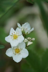 <i>Fragaria viridis</i>