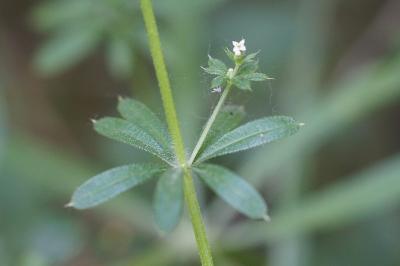 <i>Galium aparine</i>