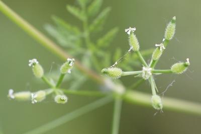 <i>Anthriscus caucalis</i>