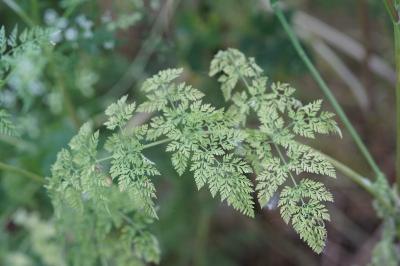 <i>Anthriscus caucalis</i>