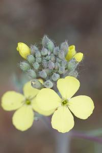 <i>Coincya monensis</i>
