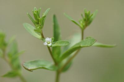<i>Veronica peregrina</i>