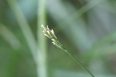 <i>Lolium perenne</i>