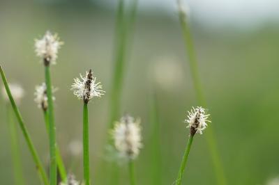 <i>Eleocharis palustris</i>