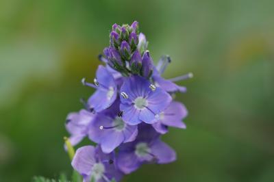 <i>Veronica bastardii</i>