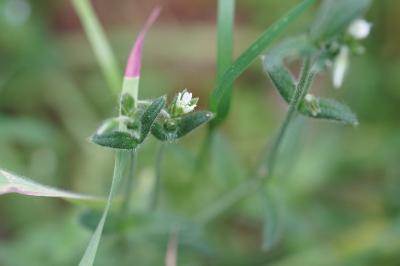 <i>Cerastium fontanum</i>
