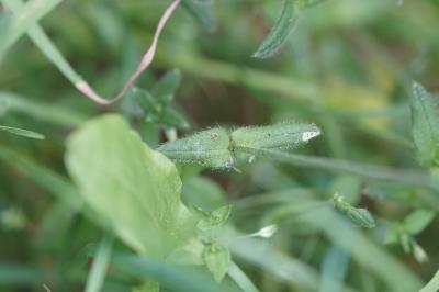 <i>Cerastium fontanum</i>
