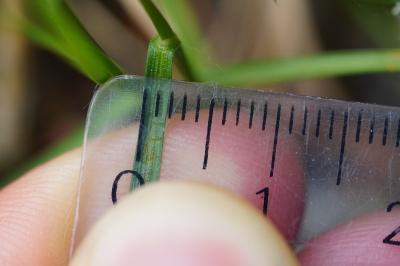 <i>Carex colchica</i>