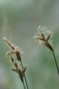 <i>Carex colchica</i>