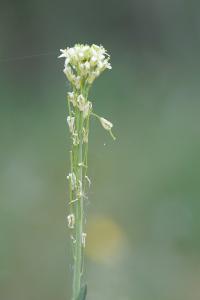 <i>Turritis glabra</i>