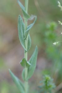 <i>Turritis glabra</i>