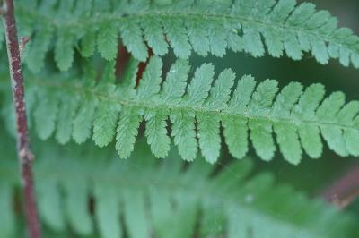 <i>Dryopteris filix-mas</i>