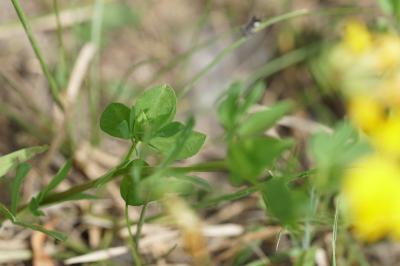 <i>Lotus corniculatus</i>