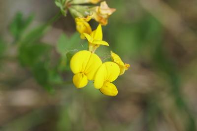 <i>Lotus corniculatus</i>